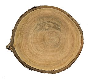 Prunus avium burlat coupe MHNT