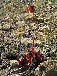 Purplepitcherplant