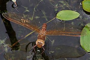 RSPB Old Moor Brown Hawker (Aeshna grandis) - geograph.org.uk - 717866