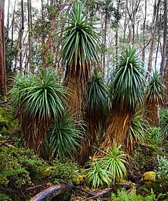 Richea pandanifolia fragment.jpg