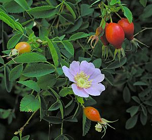 Rosa californica