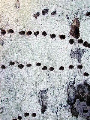 Sapsucker holes