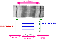 Sarcomere