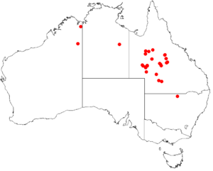 Sida spenceriana DistMap1.png