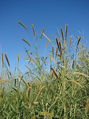 Starr 061211-2254 Pennisetum purpureum.jpg