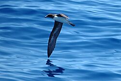 Tahitipetrel