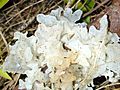 Tremella closeup.jpg