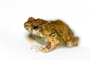 Tungara frog (Physalaemus pustulosus).jpg