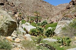 Washingtonia filifera Anza-Borrego