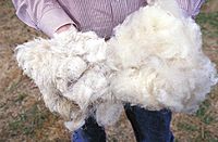 Wool.www.usda.gov