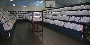 Wool display