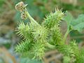 Xanthium strumarium 000