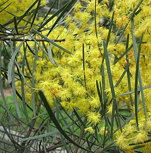 Acacia cognata.jpg