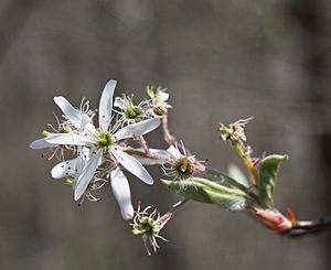 Amelanchier arborea sarvis close