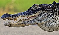 AmericanAlligator3