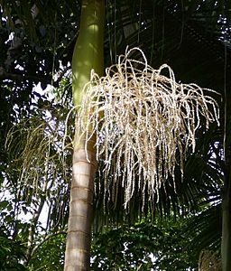 Archontopheonix alexandrae flowering