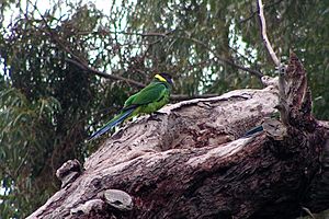 Australian Ringneck, Perth