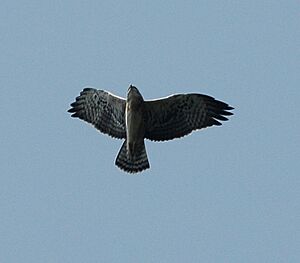 Ayres's Hawk-eagle mabira juv jan06