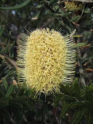 Banksia marginata Freycinet