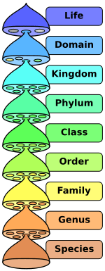 Biological classification L Pengo vflip