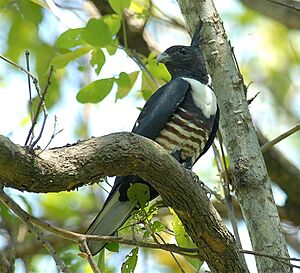 Black Baza