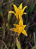 Bloomeria humilis.jpg