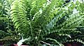 Boston Fern (Nephrolepis exaltata) 1