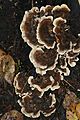 Bracket fungus Gunnersbury Triangle