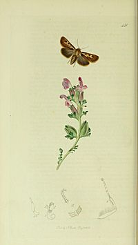 Britishentomologyvolume5Plate451