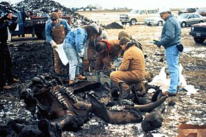 Burning Tree Mastodon excavation (mid-December 1989), Burning Tree Golf Course, Heath, east-central Ohio