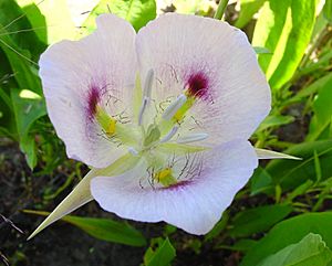 Calochortus eurycarpus