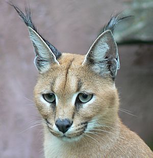 Caracal001