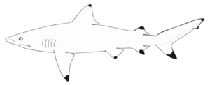 Carcharhinus leiodon nmfs 2.png