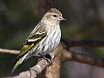 Carduelis pinus CT8