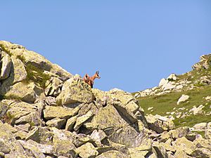 Chamois R R Carpatica