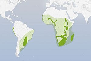 Chroicocephalus cirrocephalus distribution.jpg