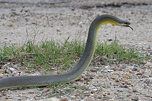 Coluber constrictor flaviventris (1).jpg