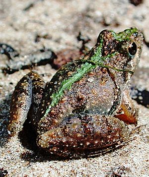 Cricket frog2.JPG