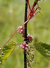 Cuscuta europaea (on Urtica dioica).jpg