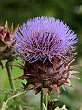 Cynara cardunculus (Kalmthout)