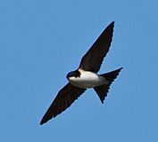 Delichon urbicum -Iceland -flying-8.jpg