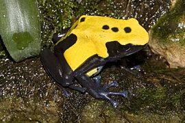 Dendrobates.tinctorius.7042