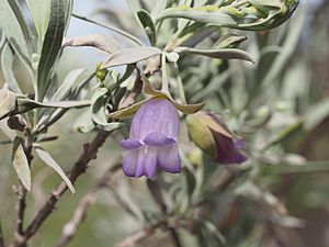 Eremophila maitlandii (leaves and flowers).jpg