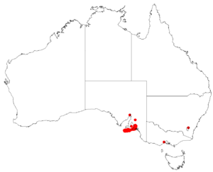 EucalyptuscosmophyllaDistributionMap.png