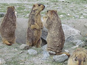 Family of beavers.jpg