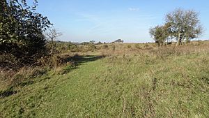 Farthing Downs grassland.JPG