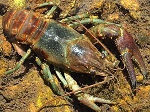 Faxonius rusticus-male dorsal.jpg