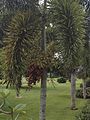 Foxtail Palm