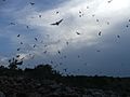 Free-tailed bats