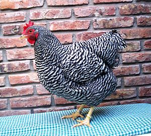 Gallina bataraz barrada gruesa.jpg